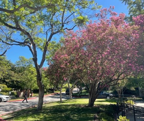 A grassy knoll in front of some campus buildings. Wise old trees in the foregrounf.