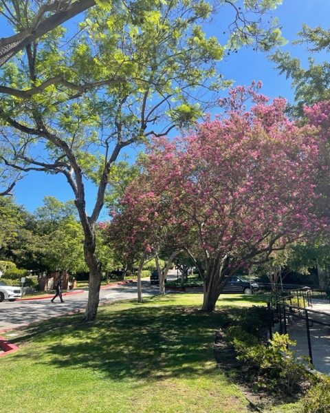 A grassy knoll in front of some campus buildings. Wise old trees in the foregrounf.