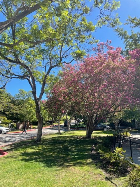 A grassy knoll in front of some campus buildings. Wise old trees in the foregrounf.